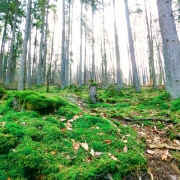 Moosbewuchs in nebligem Wald